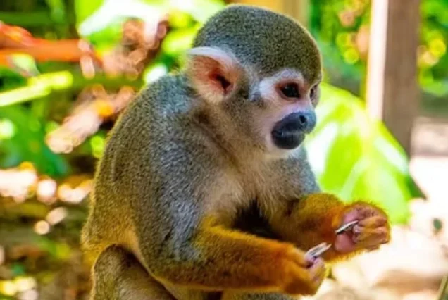 Monkey Land